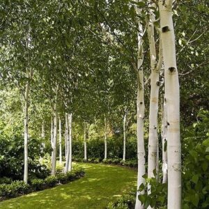 Betula utilis Whitespire, Himalayan Birch - Pb28/40 (2m - 2.5m)