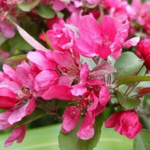 Malus Ballerina, Crabapple - Pb18/25Ltr