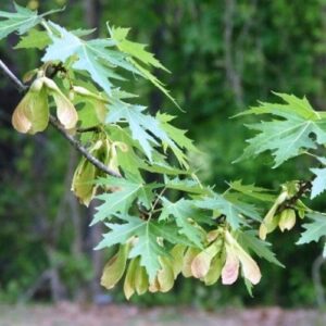 Acer saccharinum, Silver Maple - Pb95