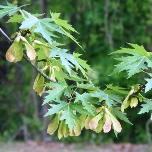 5a46564567146591c095bddb721198138f75b61e 6.jpg Acer saccharinum, Silver Maple - Pb95