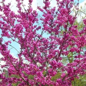 Cercis x Oklahoma - Pb28