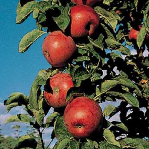 Apple Crimson Spire - Pb12 - Image 2