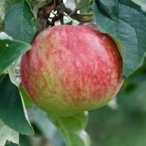 Apple Tydeman's Early Worcester - Pb12