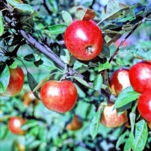 Apple Scarlet Pearmain - Pb12