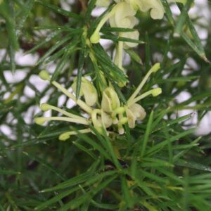 Grevillea Cream and Green - Pb5/2Ltr (20/30)