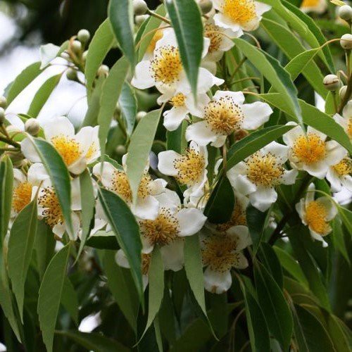 Schima wallichii, Needlewood Tree - Pb18