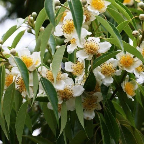 Schima wallichii, Needlewood Tree - Pb18 - Image 2