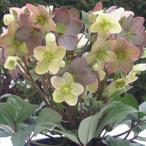 Helleborus Candy Love - 2.4Ltr