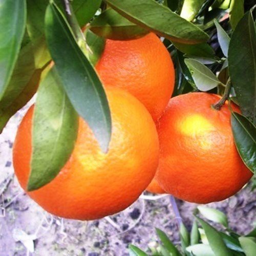 Mandarin Encore - Pb10