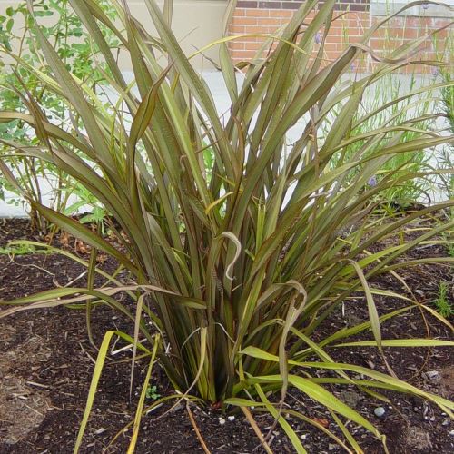 Phormium Tom Thumb, Flax - Pb5 (15/20)
