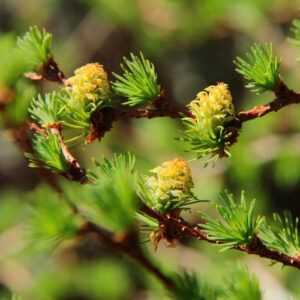 Larix kaempferi, Japanese Larch - Pb6.5