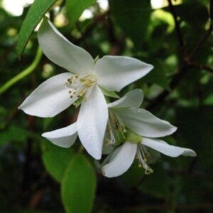 Philadelphus x Birchlands, Sweet Mock Orange - Pb6.5