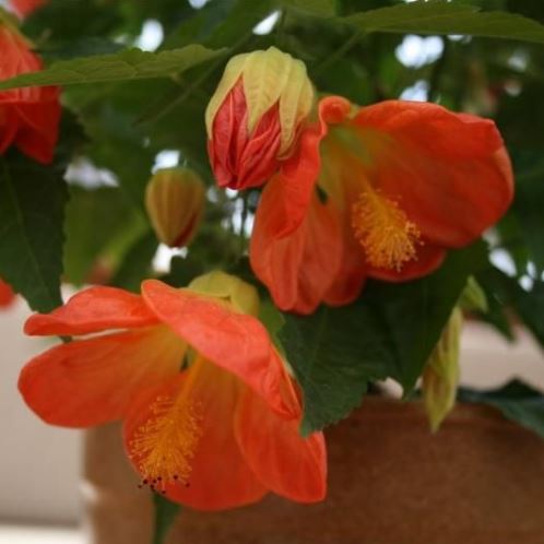 Abutilon Lucky Lantern Orange - 2Ltr/Pb6.5 - Image 2