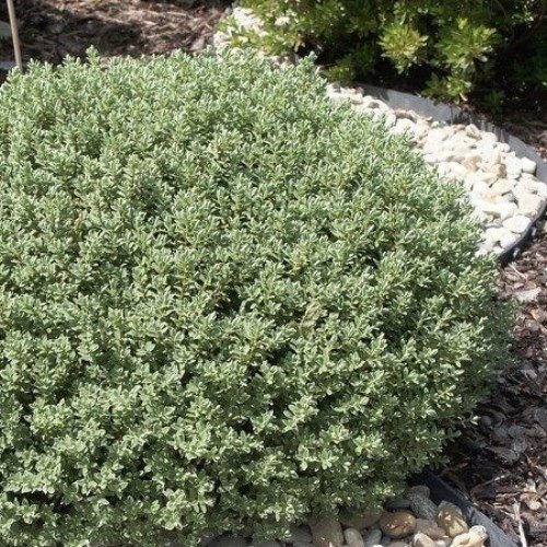 Hebe topiaria - Pb3/Pb5 (10/25) - Image 2