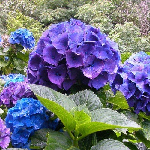 Hydrangea Merritt's Supreme - Pb6.5/3.5Ltr - Image 2