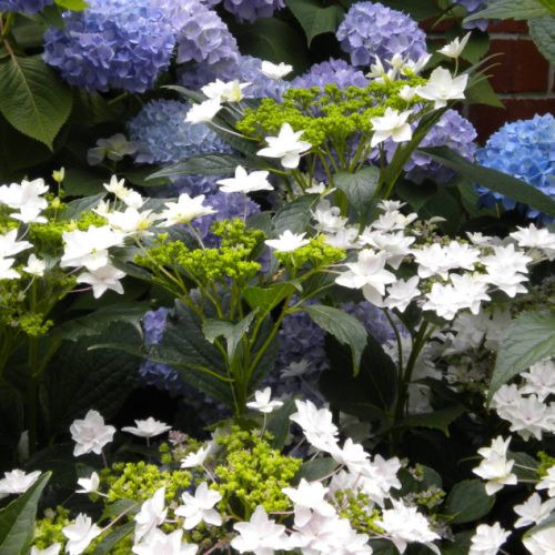 Hydrangea Fuji Waterfall - Pb6.5 (10/50)