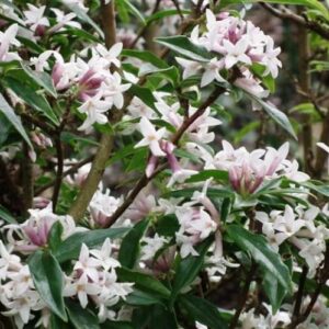 Daphne bholua - Pb6.5