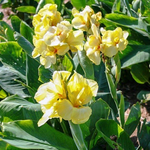Canna Tropical Yellow (dwarf) - Pb5 - Image 2