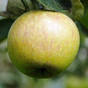 Apple Claygate Pearmain - Pb12