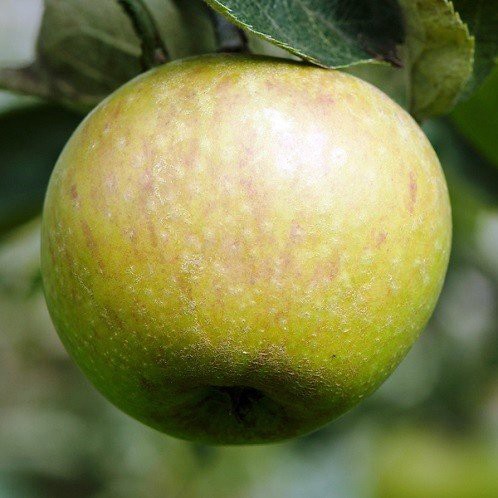 Apple Claygate Pearmain - Pb12