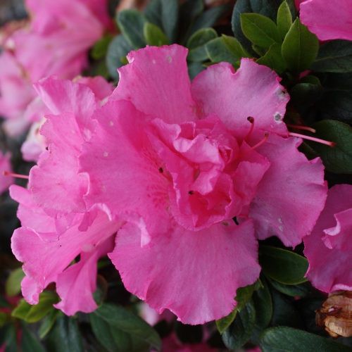 Azalea Niobe Pink - 1.25Ltr