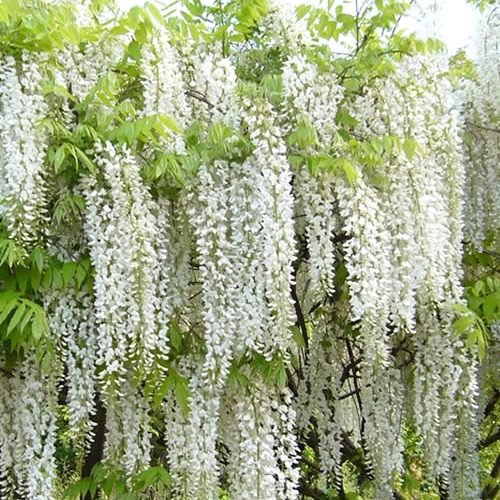 Wisteria Snow Showers - Pb6.5/3.5Ltr - Image 2