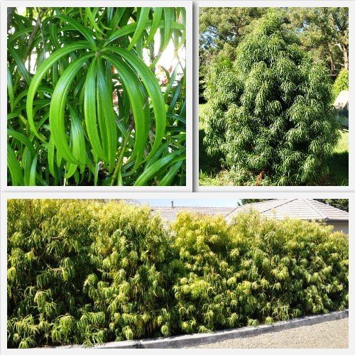 Podocarpus henkelii, Henkels Yellowood - Pb8