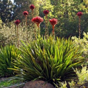 Doryanthes excelsa, Gymea Lily - Pb6.5
