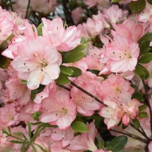 Azalea Apple Blossom - 1.25Ltr