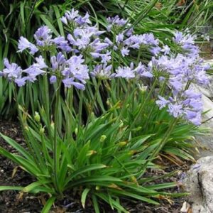 Agapanthus orientalis Blue - Pb6.5