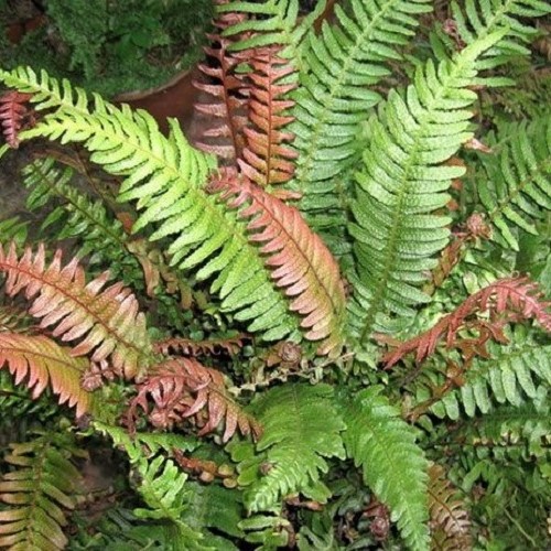 Doodia australis, Pukupuku - 1.5Ltr