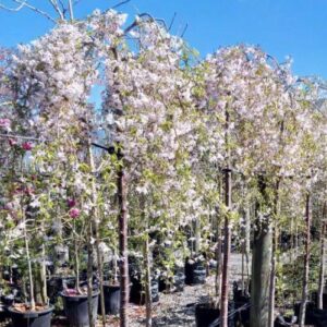 Prunus Falling Snow STD 1.7M - Pb28/25Ltr