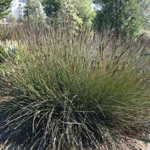 Chondropetalum elephantinum, Large Cape Rush - Pb6.5