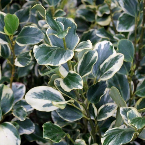 Griselinia Variegata - Pb5 - Image 2