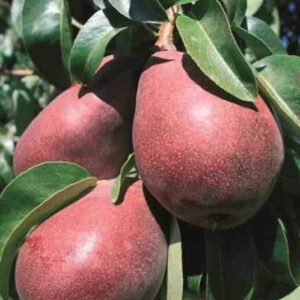 Pear Starkrimson, Crimson Pear - Pb18