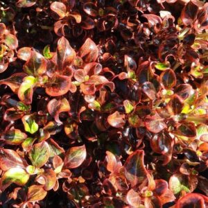 Coprosma Scarlett O'Hara - 2.5Ltr (40/70)