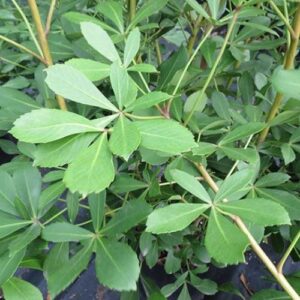 Pseudopanax lessonii, Five Finger - Pb6.5 (60/100)