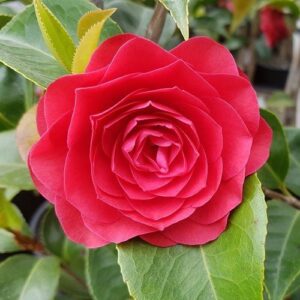 Camellia Roger Hall - Pb6.5