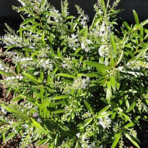 Hebe townsonii - Pb3