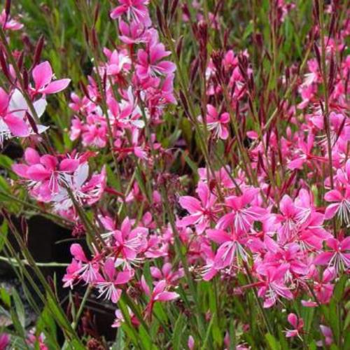 Gaura Whirling Butterflies - 1.5Ltr - Image 2