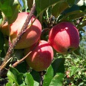 Apple Niagara - Pb12