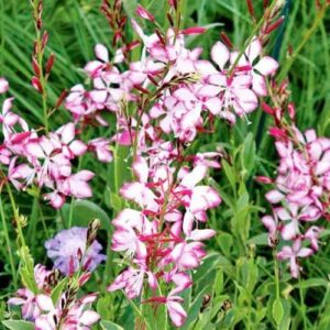 Gaura Freefolk Rosy - 1.5Ltr