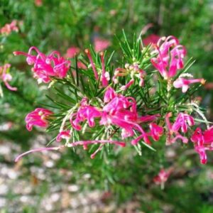 Grevillea Canberra Gem - 2.5Ltr