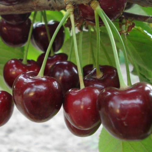 Cherry Summit - Pb12 - Image 2