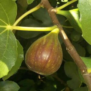 Fig Mrs Williams - Pb40 (1.5-2m)