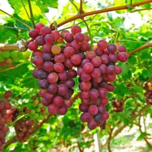 Grape Urbana - Pb6.5