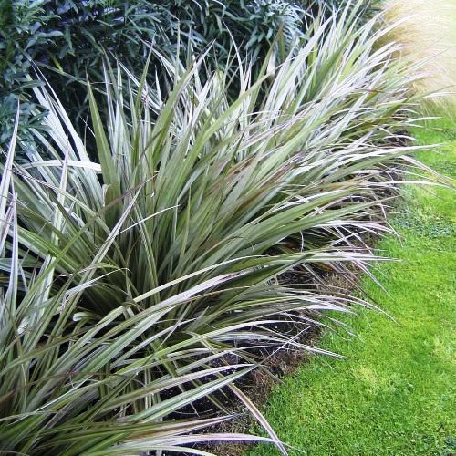 Astelia nervosa Westland - Pb6.5 (15/35) - Image 2