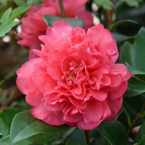 Camellia Anticipation - Pb6.5 - Image 2