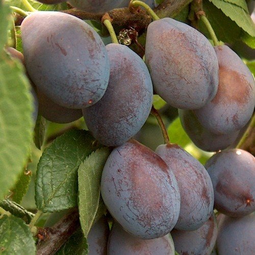 Prune Plum Cheviot - Pb18 - Image 2