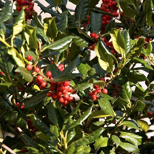 Ilex J. C. Van Tol, Holly - Pb18 - Image 2